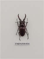 藏品(鍬形蟲科(一))的圖片